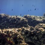 Sea Life Underwater Rocky Seabed, Underwater Life