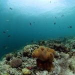 Beautiful soft corals with fishes. Seafloor with coral garden.