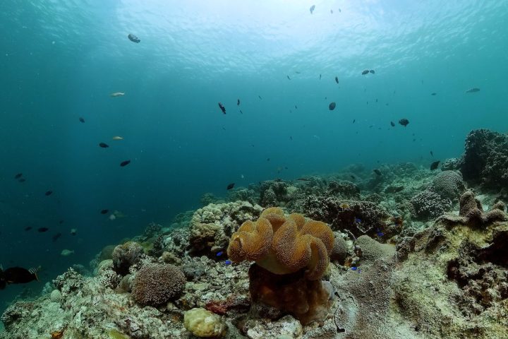 Beautiful soft corals with fishes. Seafloor with coral garden.