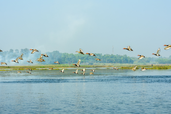 earlier-bird-migration-signals-climate-shift-in-minnesota