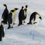 satellite-data-reveals-new-emperor-penguin-molting-sites