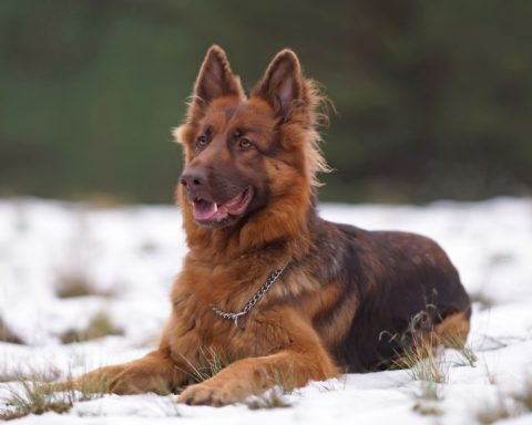 Ancient-Dog-DNA-Pushes-Timeline-Back