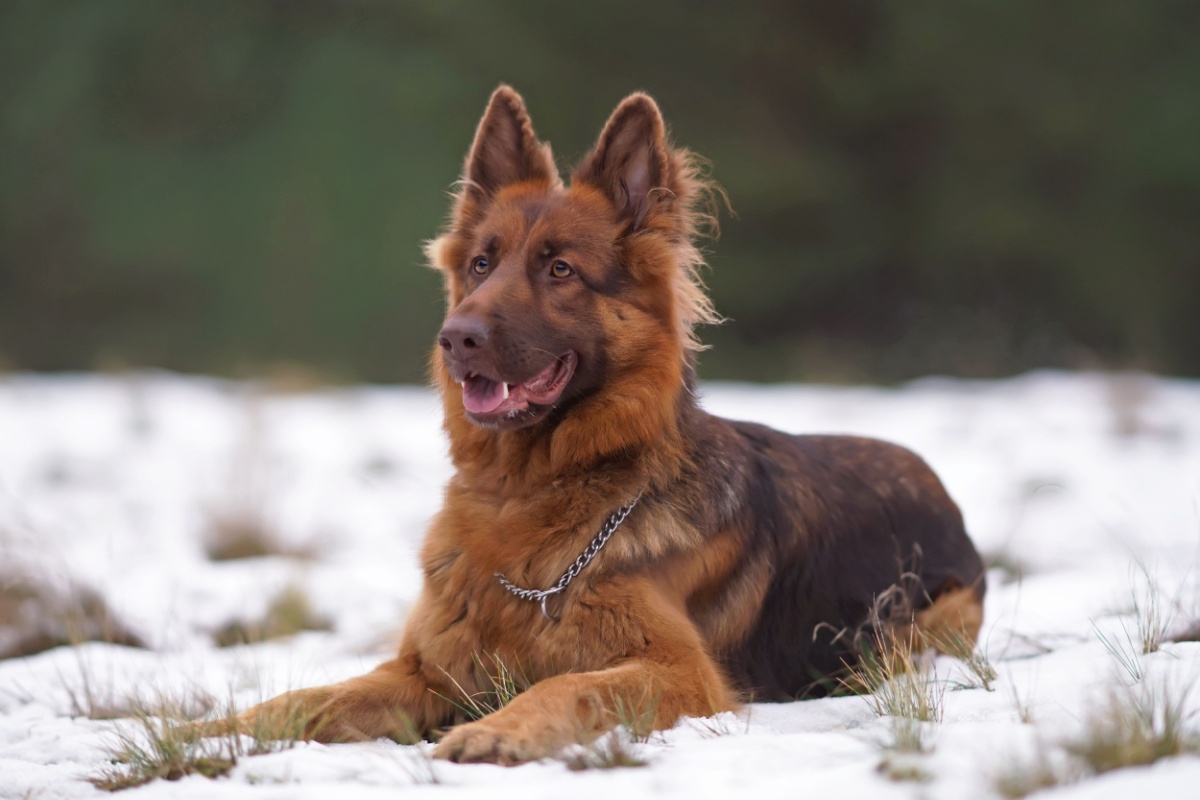 Ancient-Dog-DNA-Pushes-Timeline-Back