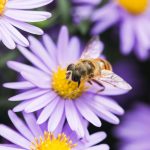 bee-nests-reveal-climate-risk-in-australia