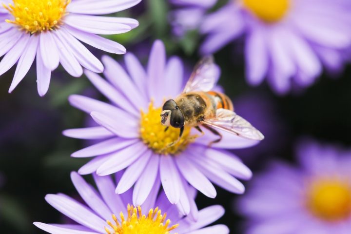 bee-nests-reveal-climate-risk-in-australia