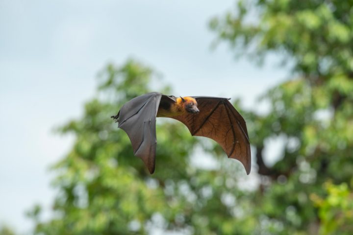 rabid-bats-found-in-ontario-regions