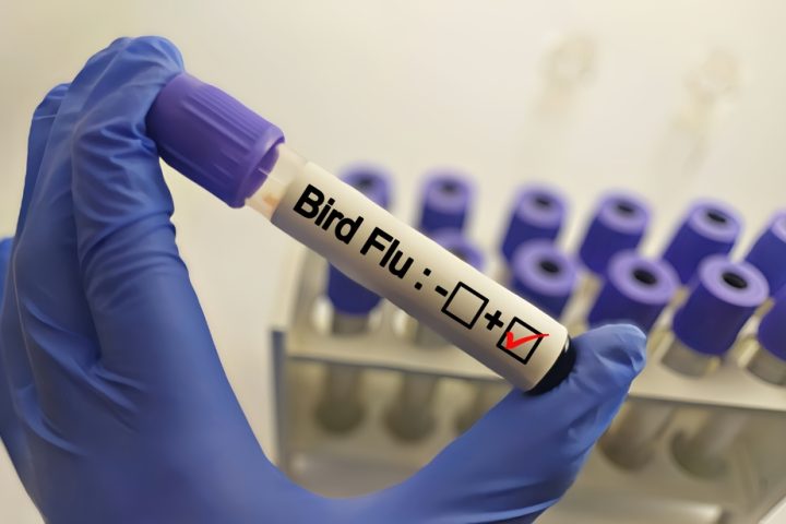 h5-bird-flu-spreads-as-australia-reports-mass-bird-deaths